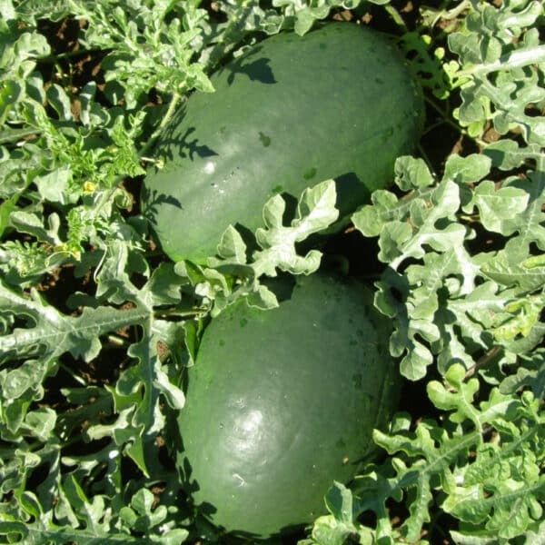 Écoumène / Melon D’Eau ‘Sweet Siberian’ / Type Annuel / Semences Bio - Pépinière