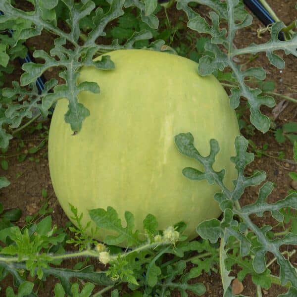 Ecoumene / Watermelon ‘King and Queen Winter’ / Annual Type / Organic Seeds - Pépinière