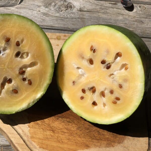 Ecoumene / Watermelon ‘Sweet Siberian’ / Annual Type / Organic Seeds - Pépinière