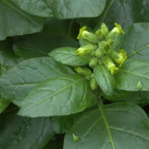 Ecoumene / Nicotine Sacred Tobacco / Annual Type / Organic Seeds - Pépinière
