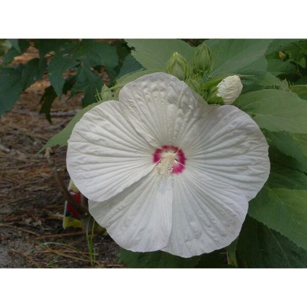 Hibiscus moscheutos ‘Pinot Grigio’ (Hibiscus vivaces) - Pépinière