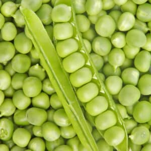 Ecoumene / ‘Petit Provençal’ pea / Annual type / Organic seeds - Pépinière