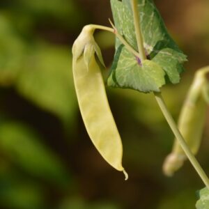 Ecoumene / ‘Golden Sweet’ pea / Annual type / Organic seeds - Pépinière