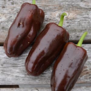 Ecoumene / Chocolate Pepper / Annual Type / Organic Seeds - Pépinière