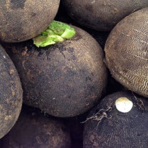 Ecoumene / Black Winter Radish / Annual Type / Organic Seeds - Pépinière