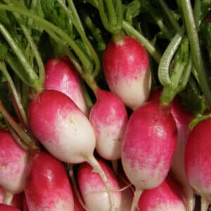 Ecoumene / French Breakfast Radish / Annual Type / Organic Seeds - Pépinière