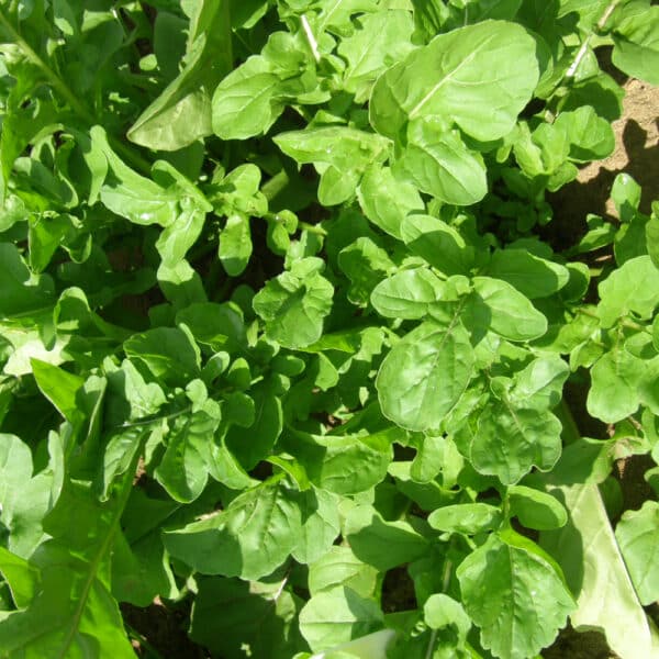 Ecoumene / Garden Arugula / Annual Type / Organic Seeds - Pépinière