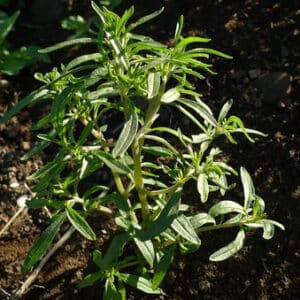 Ecoumene / Ancient Acadia Savory / Annual Type / Organic Seeds - Pépinière