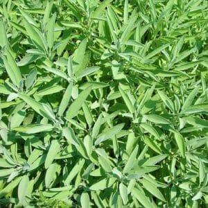 Ecoumene / Officinal Sage / Perennial Type / Organic Seeds - Pépinière