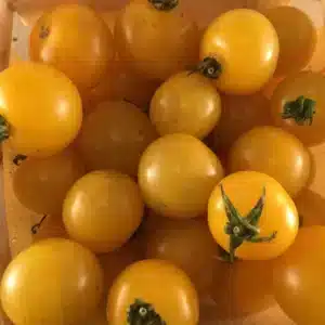 Tourne-Sol / Tomate Cerise Jaune ‘Galina’ - Pépinière