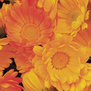 Ecoumene / Garden Marigold / Annual Type / Organic Seeds - Pépinière