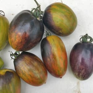 Écoumène / Tomate Cocktail ‘Brad’s Atomic’ / Type Annuel / Semences Bio - Pépinière