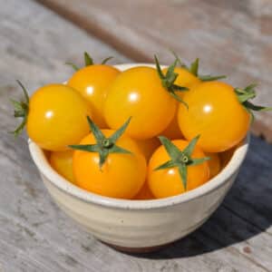 Ecoumene / Cherry Tomato ‘Gold Nugget’ / Annual Type / Organic Seeds - Pépinière