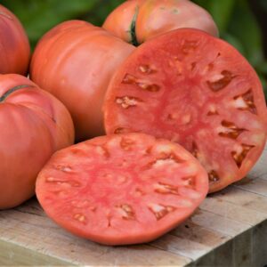 Écoumène / Tomate Beefsteak ‘Dester’ / Type Annuel / Semences Bio - Pépinière