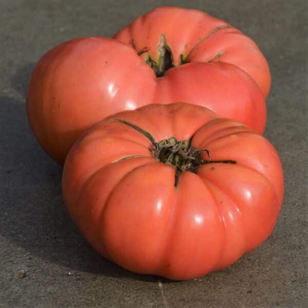 Ecoumene / Beefsteak Tomato ‘Dester’ / Annual Type / Organic Seeds - Pépinière