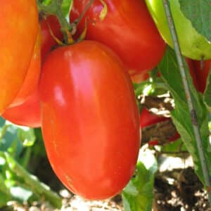 Écoumène / Tomate Italienne ‘Aunt Mary’s Paste’ / Type Annuel / Semences Bio - Pépinière