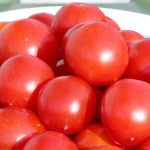 Ecoumene / Cocktail Tomato ‘Principe Borghese’ / Annual Type / Organic Seeds - Pépinière