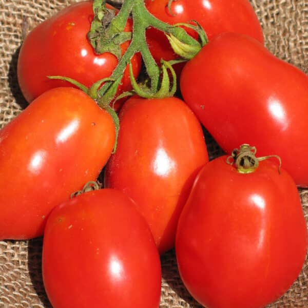Écoumène / Tomate Italienne ‘Ropreco Paste’ / Type Annuel / Semences Bio - Pépinière