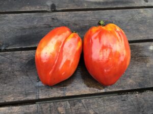 Ecoumene /  Beef Heart Tomato ‘La Pasquale’ / Annual Type / Organic Seeds - Pépinière