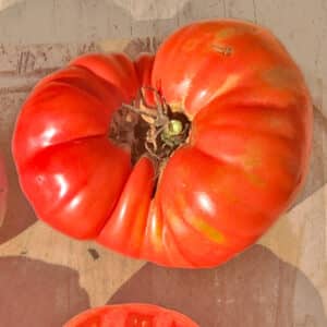 Écoumène / Tomate Beefsteak ‘Mémé de Beauce’ / Type Annuel / Semences Bio - Pépinière