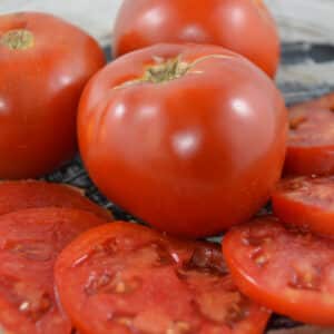 Écoumène / Tomate Standard ‘Moskvich’ / Type Annuel / Semences Bio - Pépinière