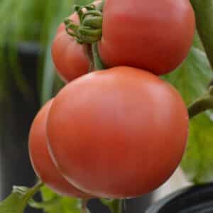 Écoumène / Tomate Standard ‘Rose Aimée’ / Type Annuel / Semences Bio - Pépinière