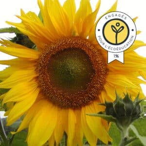 Ecoumene / Giant Mammoth Sunflower / Annual Type / Organic Seeds - Pépinière