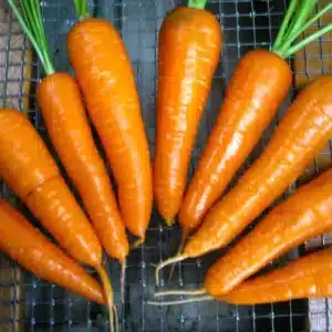 Tourne-Sol / Carrot ‘Red Cored Chantenay’ - Pépinière