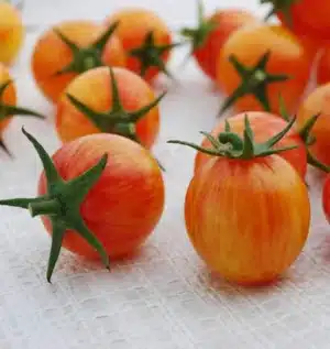 Organic ‘Sunrise Bumble Bee’ Tomato - Pépinière