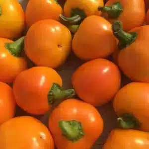 Tourne-Sol / Hot pepper ‘Carrot Bomb’ - Pépinière