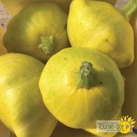Tourne-Sol / Zucchini Squash ‘Golden Scallopi’ - Pépinière