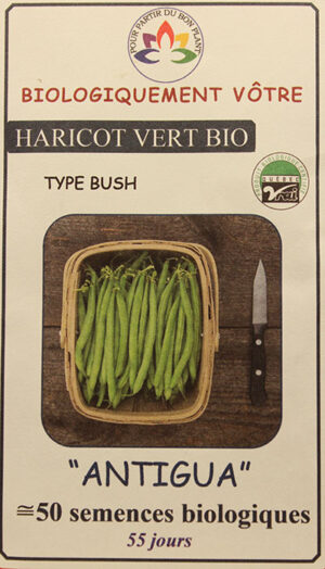 Haricot Vert ‘Antigua Bush’ Bio / ‘Antigua Bush’ Green Bean Bio - Pépinière