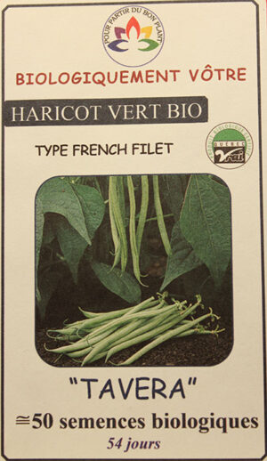Haricot Vert ‘Tavera’ Bio / ‘Tavera’ Green Bean Bio - Pépinière