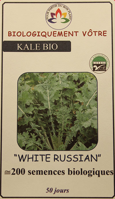 Kale ‘White Russian’ Bio / ‘White Russian’ Kale Bio - Pépinière