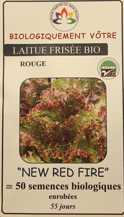 Laitue Frisée Rouge ‘New Red Fire’ Bio / ‘New Red Fire’ Red Kale Bio - Pépinière