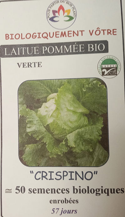 Laitue Pommée Verte ‘Crispino’ Bio / ‘Crispino’Green Head Lettuce Bio - Pépinière