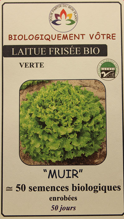 Laitue Frisée Verte ‘Muir’ Bio / ‘Muir’ Green Leaf Lettuce Bio - Pépinière