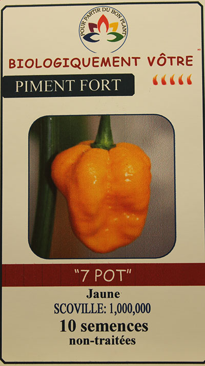 Piment Brun ‘7 pot Douglah’ Non Traité / ‘7 Pot Douglah’ Brown Pepper Untreated - Pépinière
