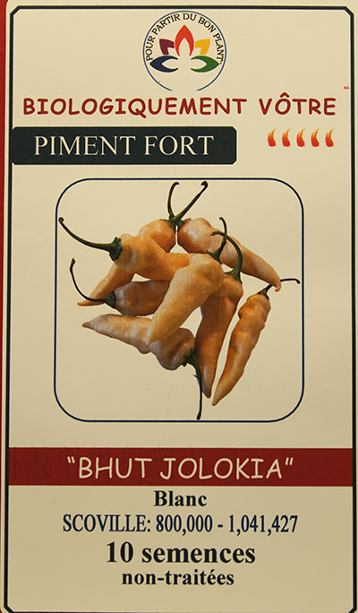 Piment Blanc ‘Bhut Jolokia’ Non Traité / ‘Bhut Jolokia’ White Pepper - Pépinière