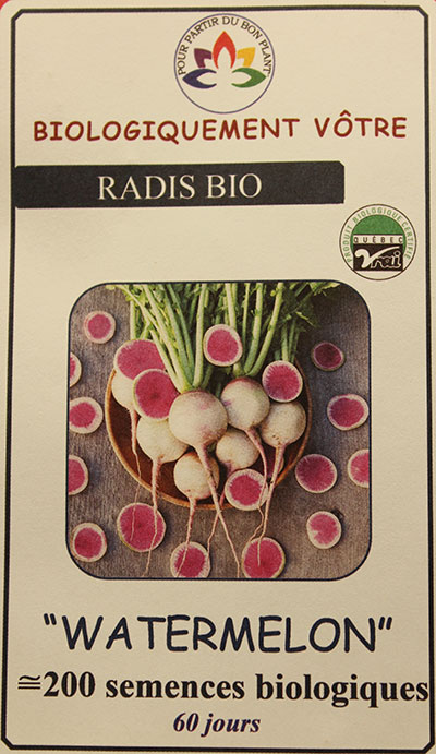 Radis ‘Watermelon’ Bio / ‘Watermelon’ Radish Bio - Pépinière