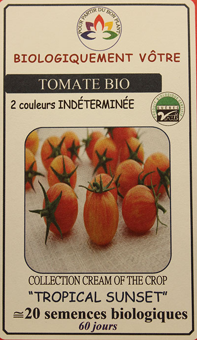 Tomate Cerise Jaune Striée Rouge ‘Cream of the Crop’ ‘Tropical Sunset’  Bio / ‘Tropical Sunset’ Yellow Cherry Striated Red Tomato ‘Cream of the Crop’ Bio - Pépinière