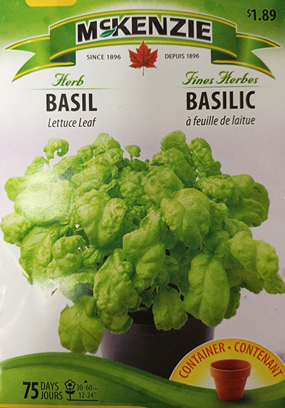 Basilic à Feuille de Laitue / Lettuce Leaf Basil - Pépinière