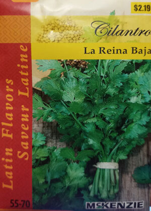 Coriandre ‘La Reine Baja’ Saveurs Latines / ‘La Reina Baja’ Cilantro Latin Flavors - Pépinière