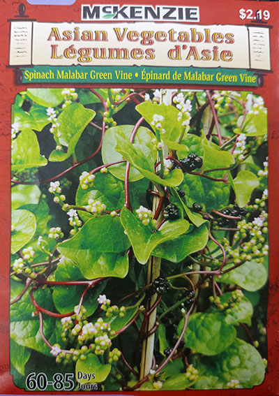 Épinard de Malabar ‘Green Vine’ Légumes d’Asie  / ‘Green Vine’ Malabar Spinach Asian Vegetables - Pépinière