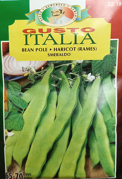 Haricot à Rames ‘Smeraldo’ Gusto Italia / ‘Smeralda’ Bean Pole Gusto Italia - Pépinière