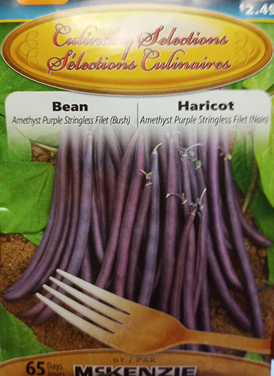 Haricot Nain ‘Amethyst Purple Stringless Filet’ / ‘Amethyst Purple Stringless Filet’ Dwarf Bean - Pépinière