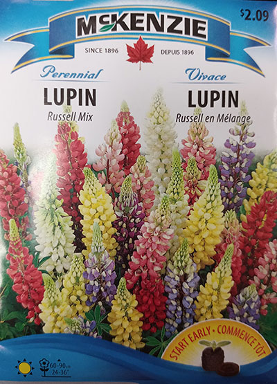Lupin ‘Russell’ Mélange / ‘Russell’ Lupin Mix - Pépinière