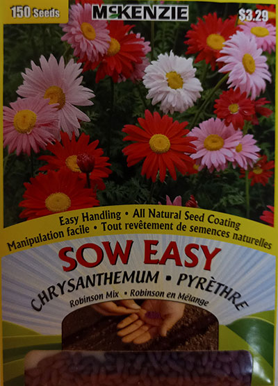 Pyrèthre Mélange ‘Robinson’ Sow Easy  / Chrysanthemum ‘Robinson’ Mix Sow Easy - Pépinière