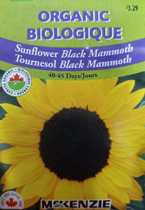 Tournesol ‘Black Mammoth’ Biologique / ‘Black Mammoth’ Sunflower Organic - Pépinière