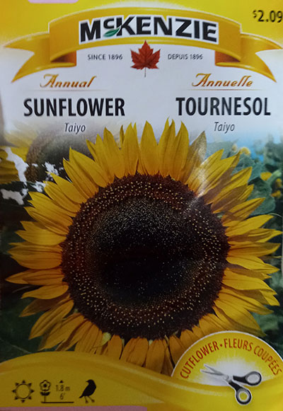 Tournesol ‘Taiyo’ / ‘Taiyo’ Sunflower - Pépinière
